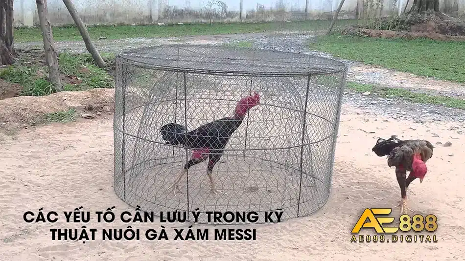 Các lưu ý trong kỹ thuật nuôi gà Chọi Xấm Messi