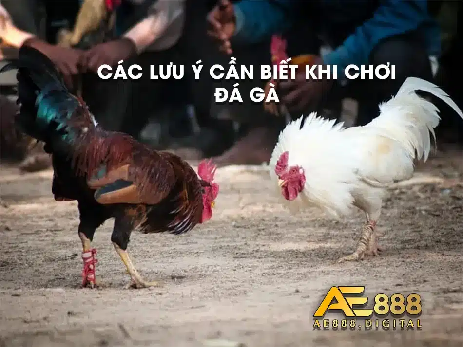 Chơi đá gà hiệu quả và các lưu ý cần biết