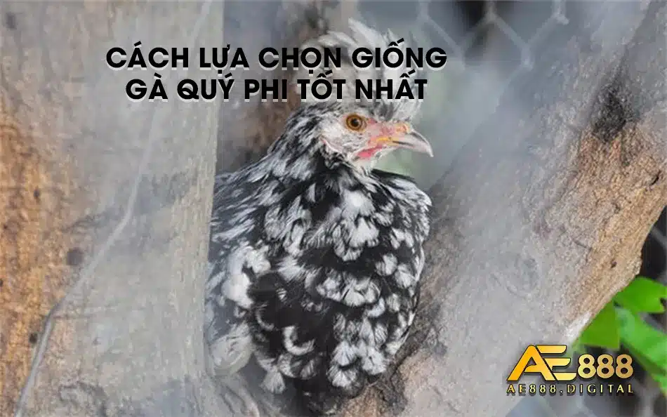 Mẹo lựa chọn giống gà Qúy Phi tốt nhất