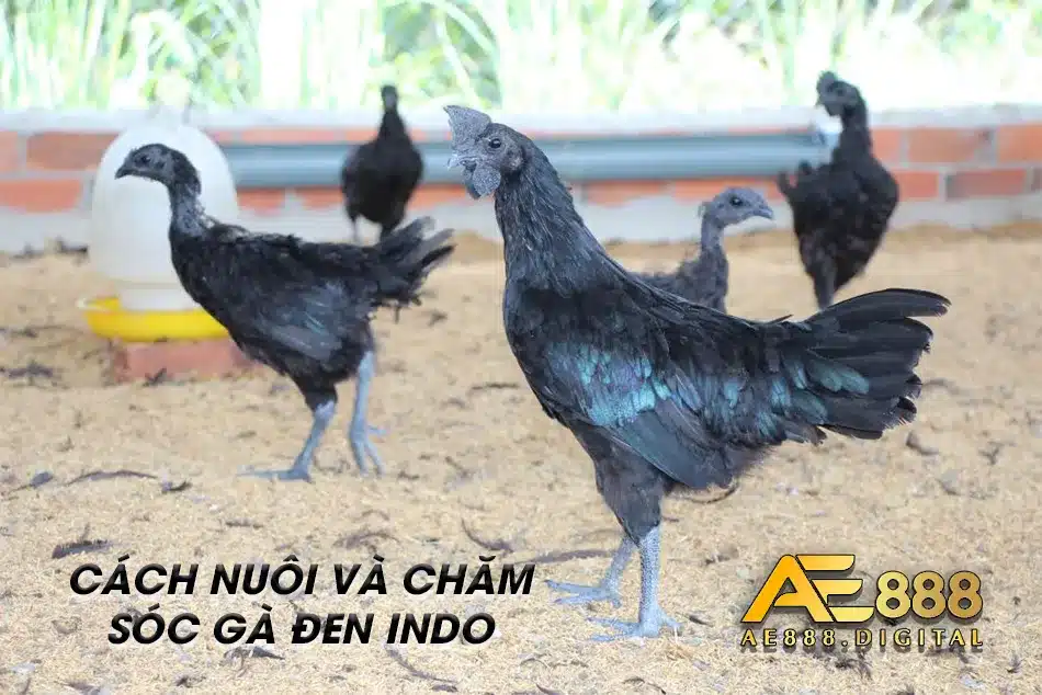 Chăm sóc và nuôi gà đen Indo sao cho hiệu quả