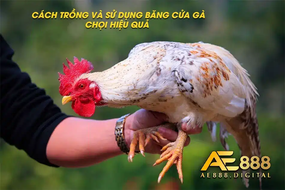 Hướng dẫn trồng và sử dụng băng cựa