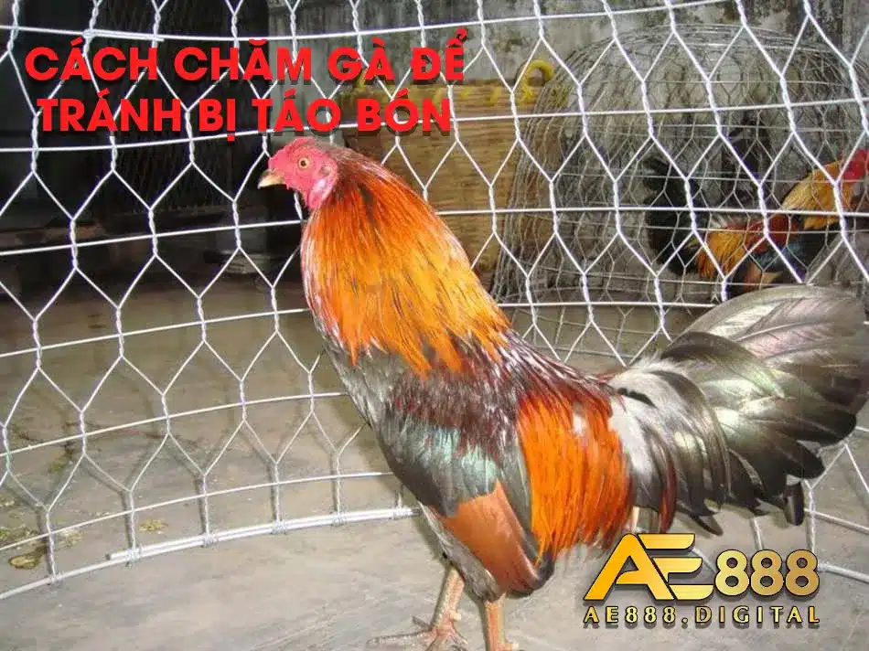 Chăm gà như thế nào để tránh táo bón