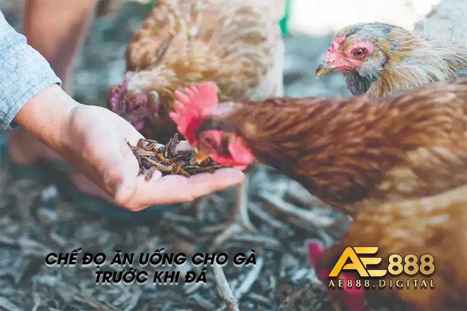 Thực hiện chế độ ăn uống trước trận đấu