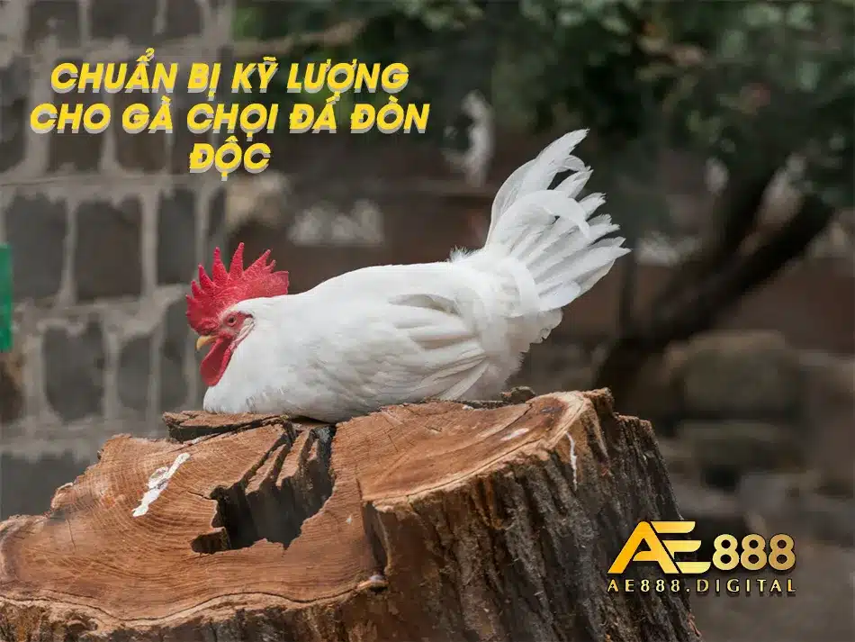 Hướng dẫn chuẩn bị kỹ lượng cho gà Chọi