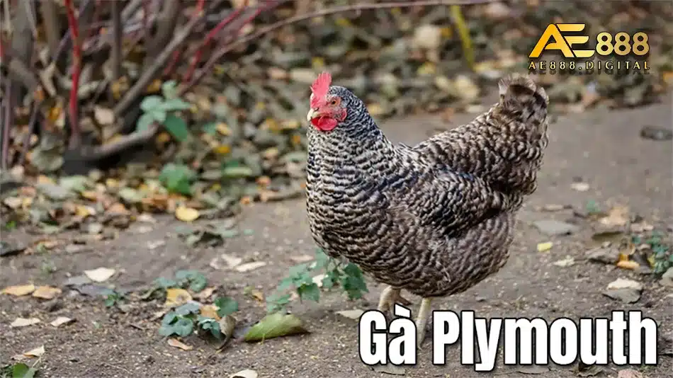 Nơi cung cấp các giống gà plymouth