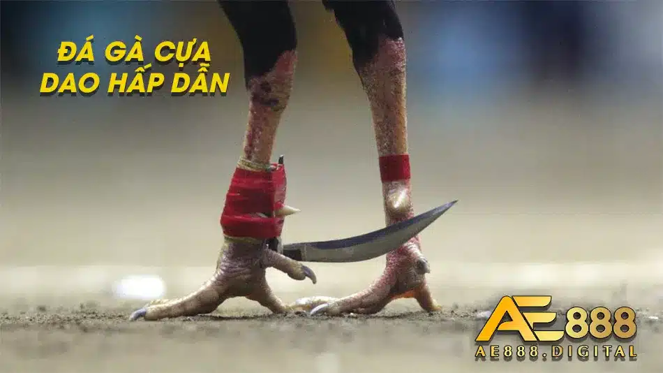 Đá gà cựa sao môn thể thao kịch tính