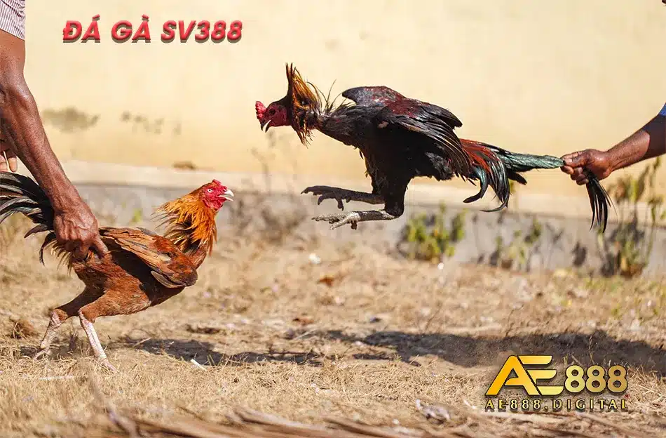 Cảm nhận đá gà an toàn tiện lợi với nhà cái SV388
