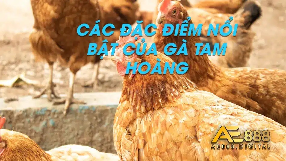 Điểm đặc biệt có ở gà Tam Hoàng