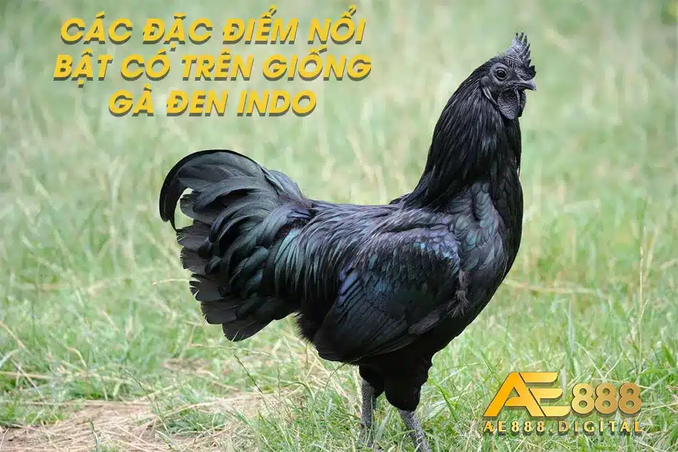 Giống gà đen Indo có những đặc điểm nổi bật