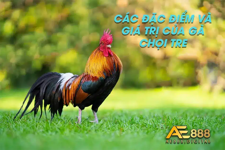 Gà chọi Tre có đặc điểm và giá trị như thế nào?