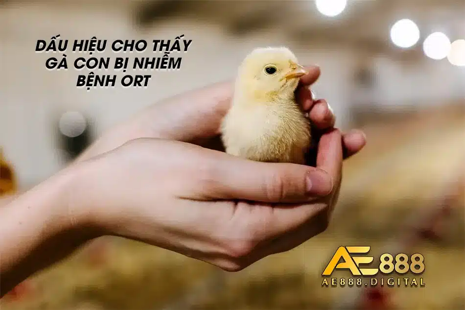 Các dấu hiệu cho thấy gà con mắc bệnh ORT