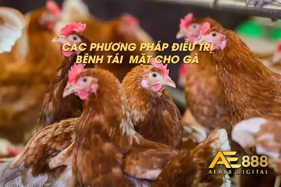 Hướng dẫn điều trị bệnh tái mặt ở gà