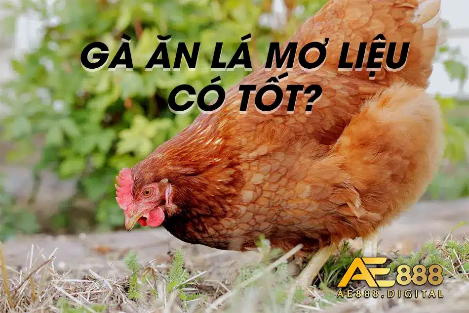 Cố tốt cho gà nếu ăn lá mơ?
