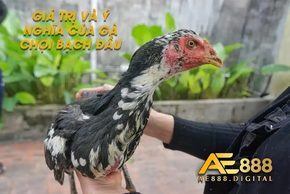 Những ý nghĩa của gà Chọi Bạch Đầu