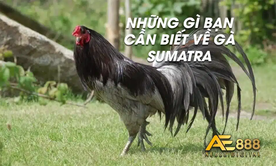 Thông tin về giống gà sumatra