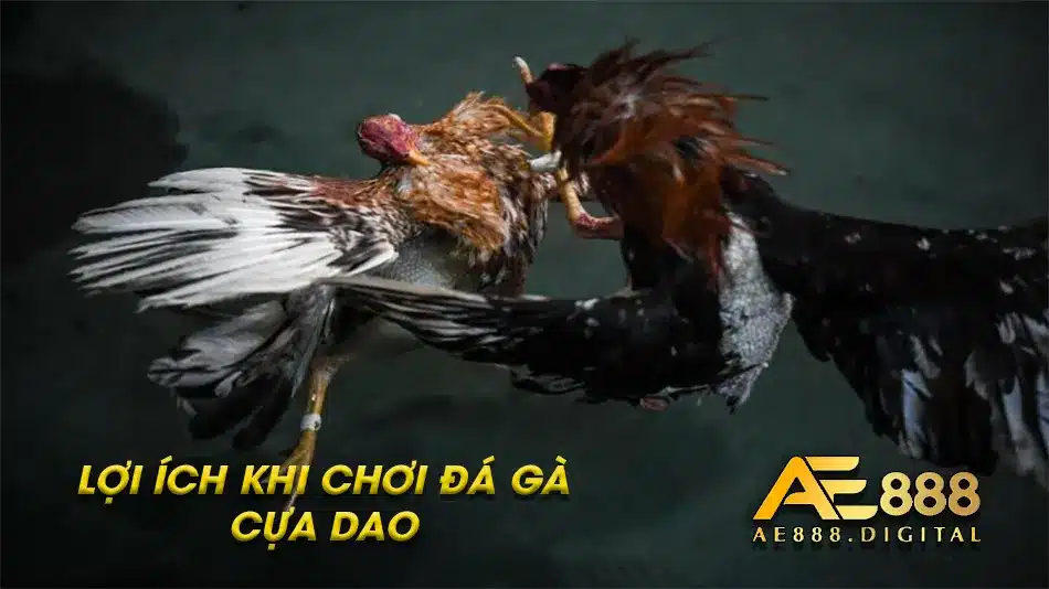 Các lợi ích của đá gà cựa dao mang lại