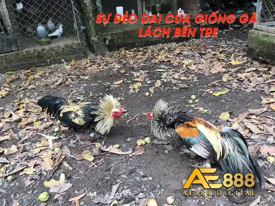 Sự dẻo dai của gà Chọi Chợ Lách