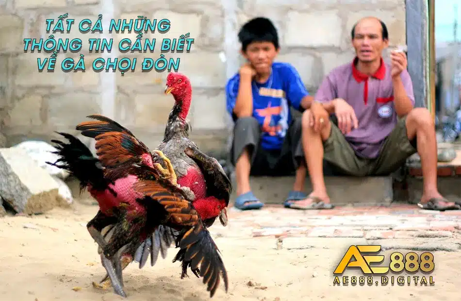 Các thông tin về giống gà chọi đòn