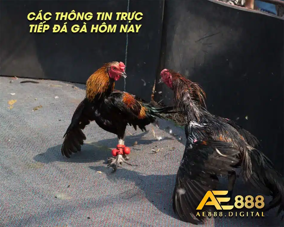 Các thông tin mới nhất về đá gà trực tiếp hôm nay
