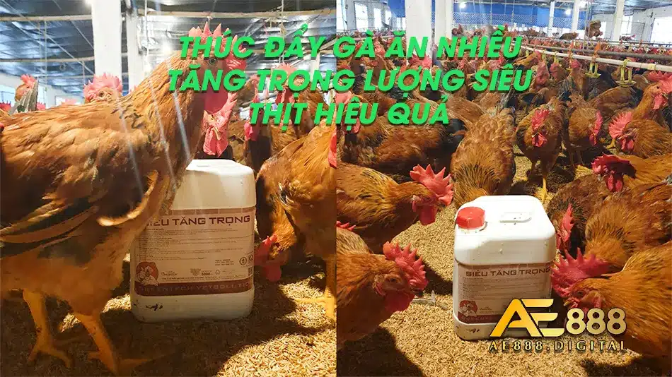 Bổ sung thuốc cho gà ăn nhiều tăng siêu thịt