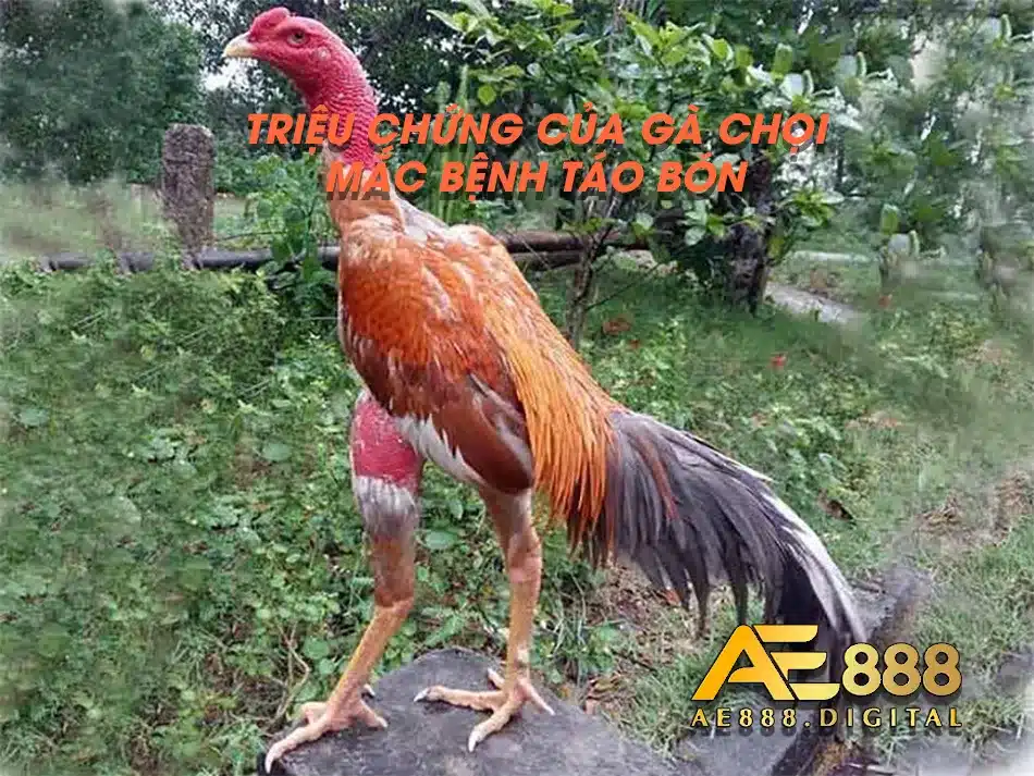 Cách khắc phục bệnh táo bón ở gà