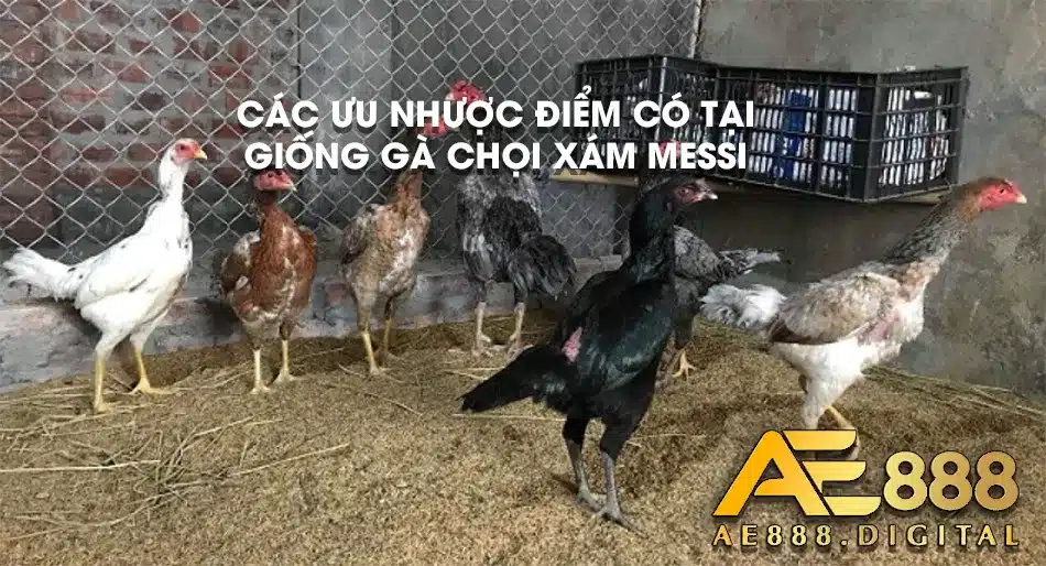 Các ưu nhược điểm có trong giống gà Xám Messi