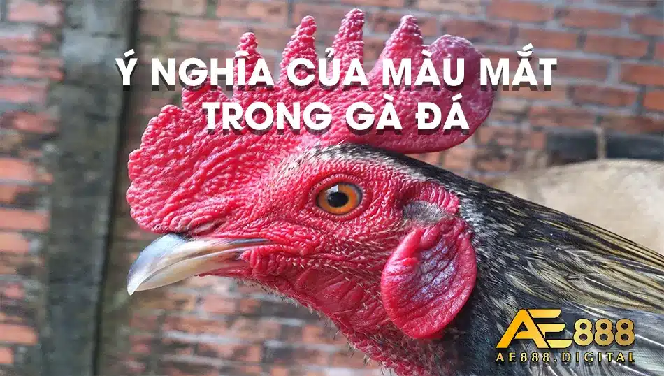 Màu mắt gà và ý nghĩa của nó
