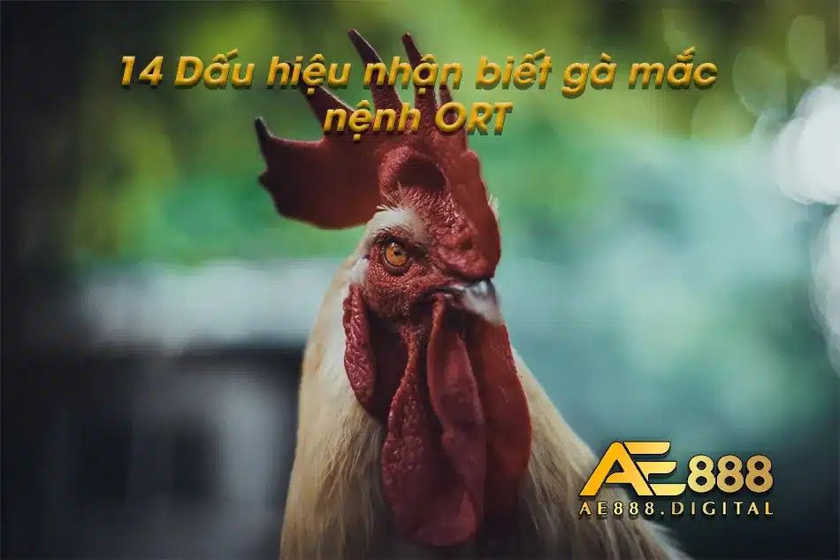 Điểm qua 14 dấu hiệu gà bị bệnh ORT