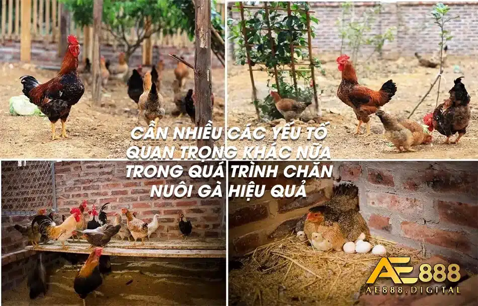 Cần thêm các yếu tố cần thiết trong chăn nuôi
