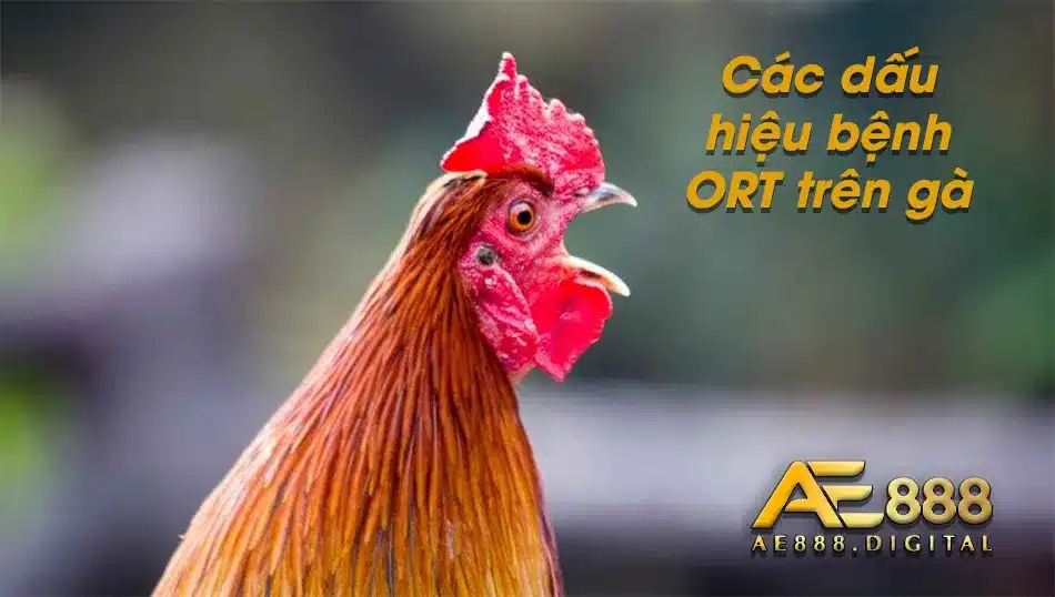 Các dấu hiệu cho thấy gà mắc bệnh ORT