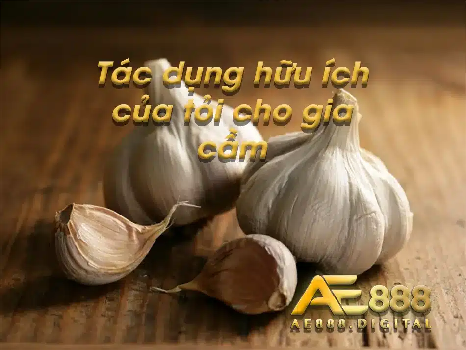 Dùng tỏi cho ga cầm và các tác dụng cực hay