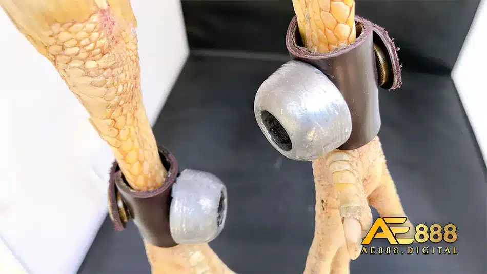 Đeo tạ tăng lực cho chân gà và tác dụng của nó