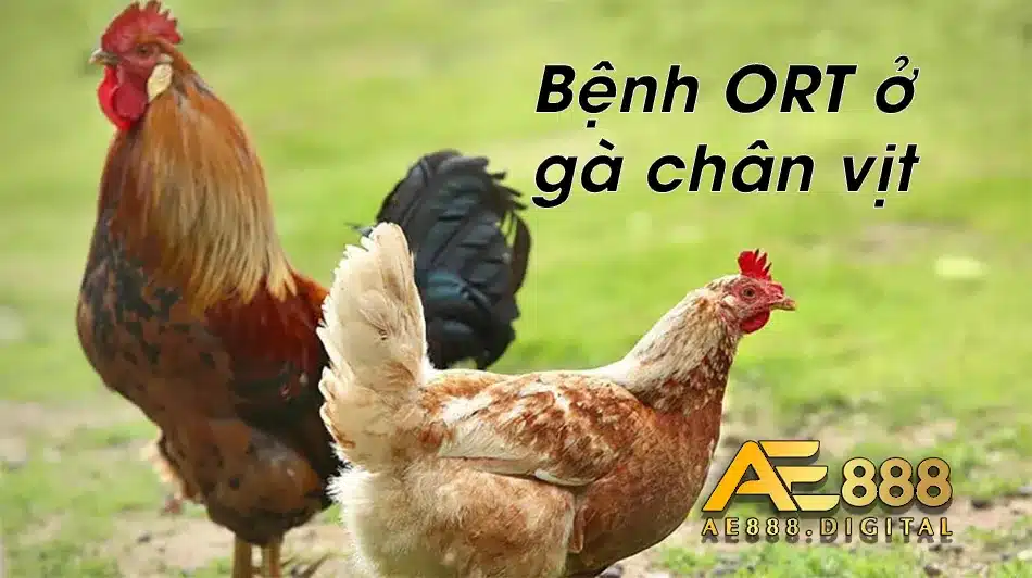 Gà chân vịt khi nhiễm bệnh ORT
