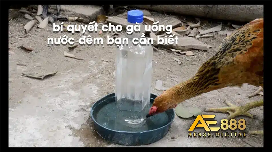Mẹo để gà uống nước đêm tốt nhất