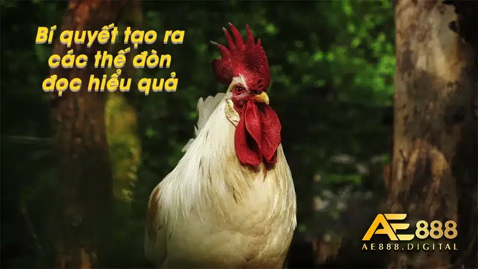 Các thế gà đòn độc đáo của gà Chọi