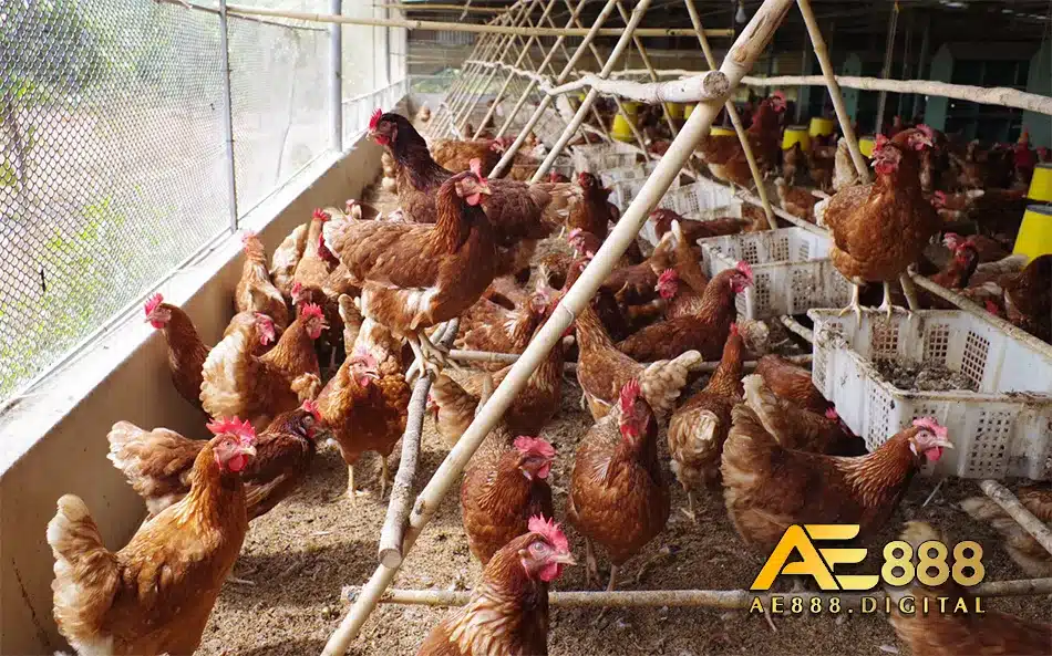 Cung cấp thức ăn và giữ riêng trống mái cho gà