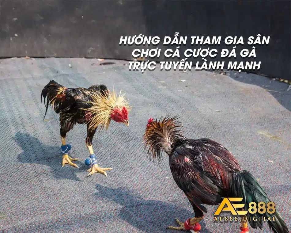 Sân chơi đá gà trực tuyến vô cùng lành mạnh