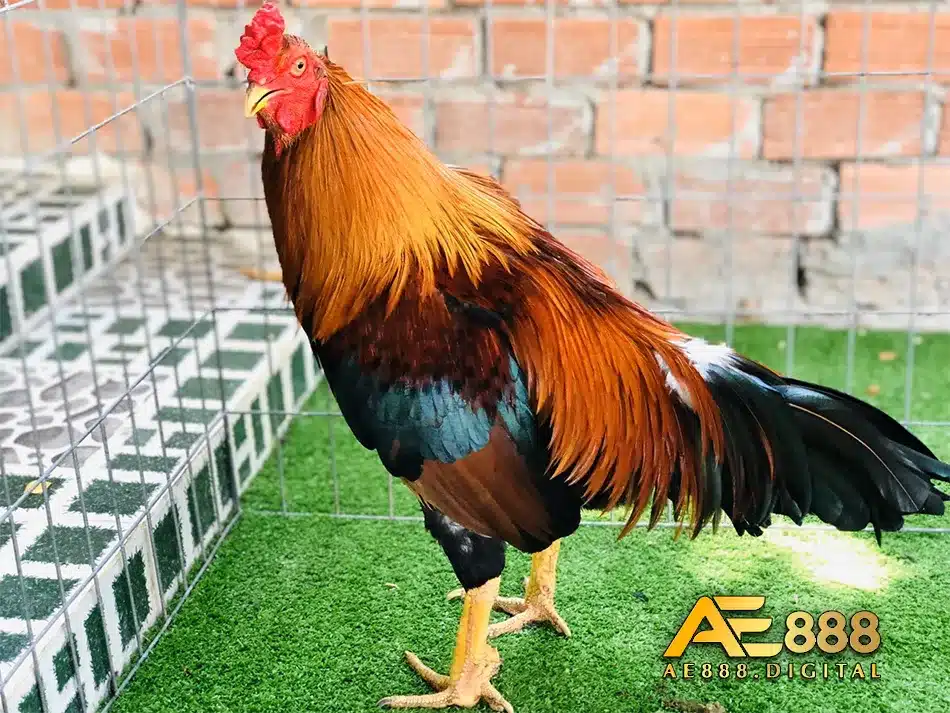 Một số giống gà Chọi khác
