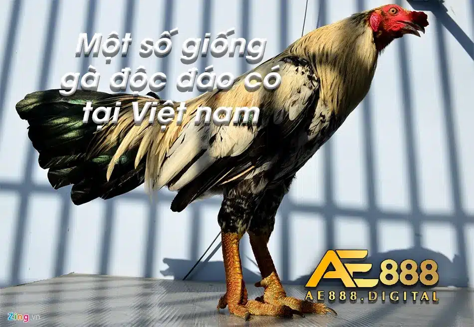 Điểm qua các giống gà độc đáo 