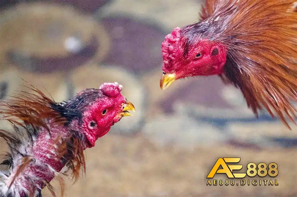 Các hình thức đã gà ăn tiền hiện có