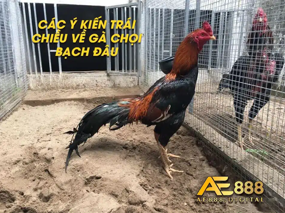 Một số ý kiến trái chiều về gà Chọi Bạch Đầu