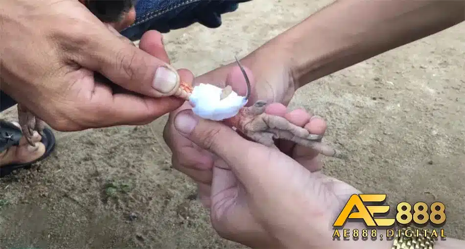 Cách thức băng cửa cho gà Tre