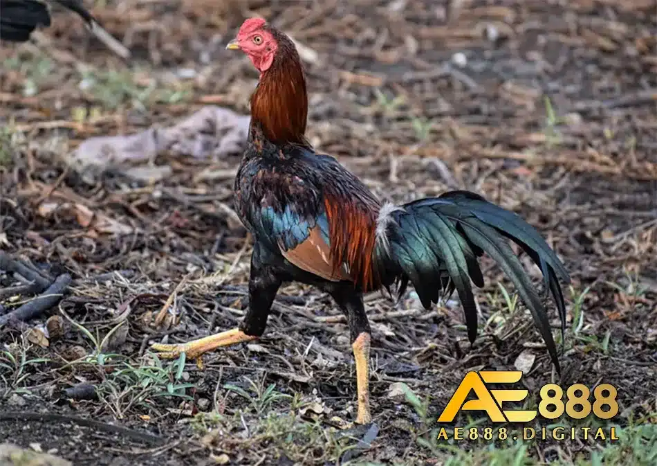 Điều trị bệnh táo bón cho gà hiệu quả