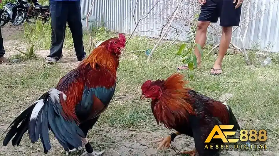 Kiến thức chăm gà đòn Thái Lan