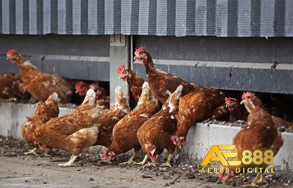 Chăm sóc đối với gà bị bệnh thương hàn