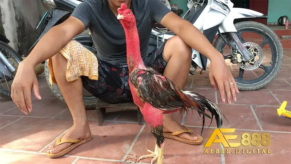 Các loại gà chọi đặc biệt