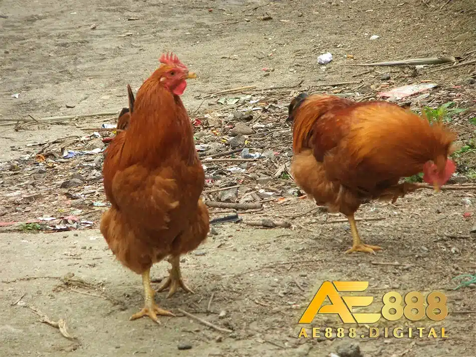 Cách thức cần biết để chữa bệnh thương hàn ở gà