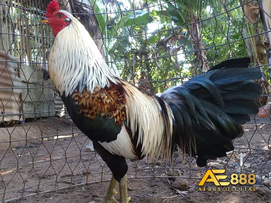 Lựa chon ngày đá theo màu lông