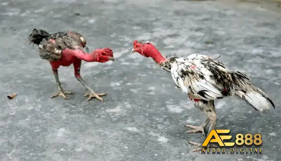 Xem ngũ hành để quyết định ngày đá