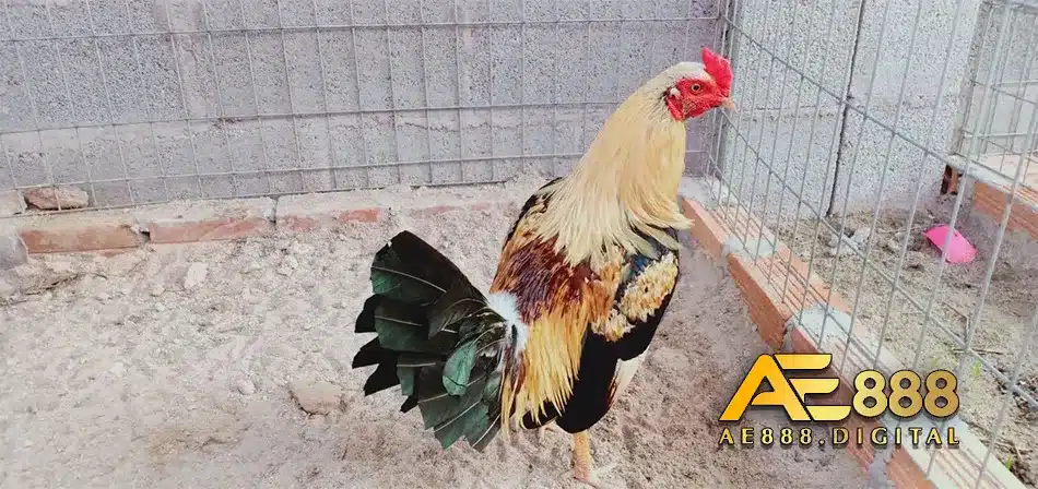 Bệnh avp